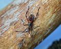 INS-5967 Leptoglossus occidentalis