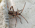 INS-5974 Leptoglossus occidentalis