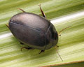 Agabus sp.