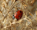 INS-6065 Coccinella septempunctata