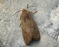 Orthosia gracilis