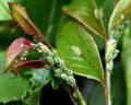 Macrosiphum rosae