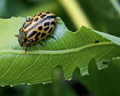 INS-6197 Chrysomela vigintipunctata