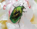 Cetonia aurata