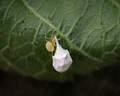 Paidiscura pallens