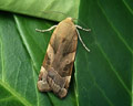 Noctua fimbriata