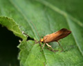 Crassa unitella