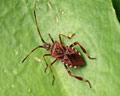 INS-6425 Leptoglossus occidentalis