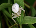 Misumena vatia