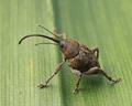 Curculio glandium