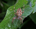 Araneus diadematus