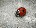 Coccinella quinquepunctata