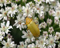 Cteniopus sulphureus