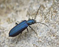 Ischnomera caerulea