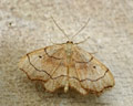 Idaea emarginata