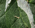 Phyllonorycter coryli