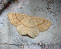 Cyclophora punctaria