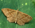 Idaea ochrata