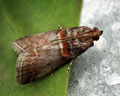 Acrobasis advenella