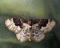 Idaea rusticata