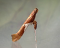 Caloptilia stigmatella