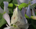 Sitochroa palealis