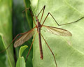 Tipula paludosa