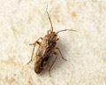 Lygus rugulipennis