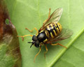 Chrysotoxum cautum