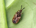 Aradus depressus