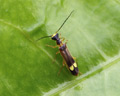 Malthinus flaveolus