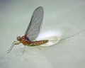 Cloeon dipterum