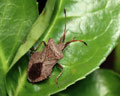 INS-7934 Coreus marginatus