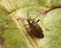 Harpocera thoracica