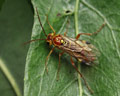 Tenthredopsis sordida