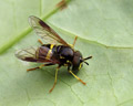 Chrysotoxum bicinctum