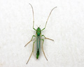 Chironomidae sp.