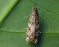 Scoparia pyralella