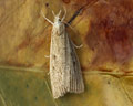 Calamotropha paludella