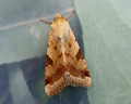 Heliothis peltigera