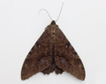 Ascalapha odorata