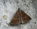 INS-8544 Polypogon plumigeralis