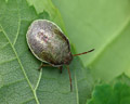 INS-8559 Piezodorus lituratus