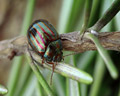 INS-8657 Chrysolina americana