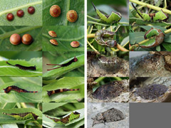 planche P015 - Cerura vinula et erminea