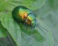INS-1238 Chrysolina herbacea